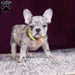 Allie, French Bulldog Puppy